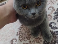 Akıllı ve sevimli british shorthair