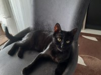 Oyuncu Bombay Kedisi