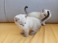 Bu british shorthair ponçikler yeni yuvalarını arıyor