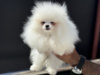 Petmode köpek çiftliğinden tea cup pomeranian