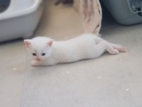Mavi boncuklarım british shorthair