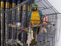 11-12 aylık macaw papağanı