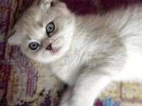Scottish fold 2 aylık