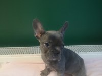 Anatomi harikası blue french bulldog yavrularımız