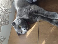 Dişi scottish fold