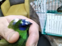 Mavi yüz parrot cinemon lutino taşıyıcı sultan papağanı