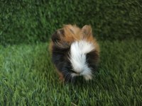 Guinea Pig Yavrular Aynı Gün Set Halinde Teslim Edilir