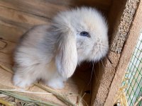 HOLANDA LOP MİNİ LOP CÜCE TAVSAN TAVŞANLAR GONDERİM VAR