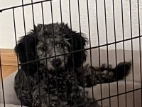 6 AYLIK SİLVER POODLE