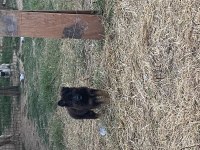 Orjinal siyah maske Alman çoban köpeği yavrular