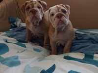 ÖZEL RENK EGZOTİK İNGİLİZ BULLDOG YAVRUMUZ