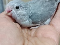 Gri Forpus Bebek
