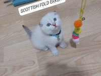 SCOTTİSH FOLD PAŞAM HAZIR