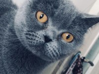 özel ırk A kalite british shorthair