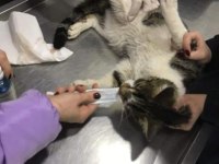 DEPREMZEDE KEDİ