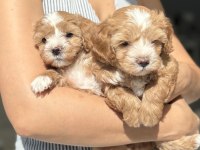 Maltipoo Prensesler