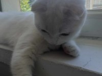 Acil uyguna kar beyazı pamuk scottish fold