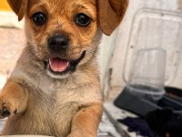 Orjinal ırk minyatür pinscher