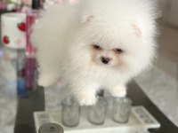 Teacup ayıcık pomeranian