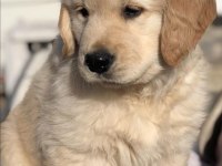 Renk renk golden retriever