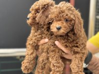 Yasal işletmeden ziyarete açık safkan toy poodle