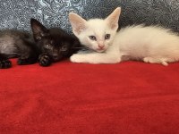 2 AYLIK YAVRU MELEZ KEDİLER