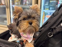 Havlama huyu asla yok çok uslu köpeğimiz