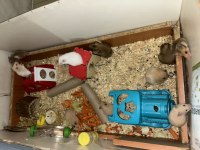 Birbirinden güzel hamster bebekler