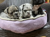 Erkek dişi french Bulldog köpekler