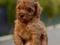 Bakmadan Geçemeyeceğiniz Toy Poodle yavrularımız