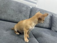 Şivava chihuahua