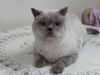 Çok güzel blue point british malzemesi beraber