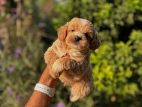 Maltipoo cins yavru köpeklerimiz