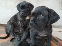 Efsane Cane Corso Yavrular