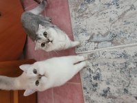 Scottish fold kedisi