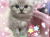 Safkan Chinchilla