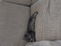 TEKİR KEDİMİZE ACİL YUVA ARIYORUZ