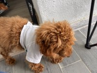 Minik poodle dostum