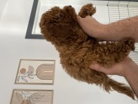 Dişi ve erkek Toy Poodle yavrularımız 