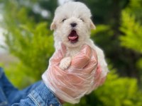 Maltipoo Yavrularımızı Canlı Görerek Alabilirsiniz