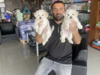 Ret Brown Maltipoo Yavrular Şampanya Maltipo Yavrular