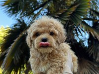 KORE MALTİPOO YAVRUMUZ YENİ YUVASINA HAZIR