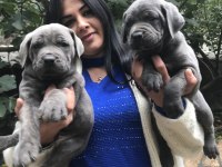 Blue safkan cane corso yavrularım
