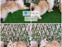Safkan çok cana yakın british longhair bebekler