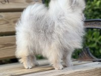 Teacup pomeranian boo