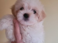 Maltipoo dişi ve erkek yavrular