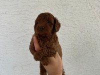 GÜZELLİK ABİDESİ ERKEK DİŞİ POODLE BEBEKLER