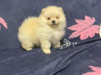 Pomeranian boo