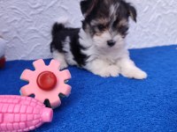 Neşe Kaynağı Morkie Yavrularımız