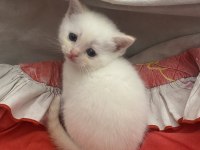 British shorthair dişi yavru yeni yuvasını arıyor